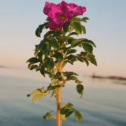 329 Beach Rose Hand Cream 70ml