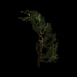 001 Man Eau de Parfum 100ml