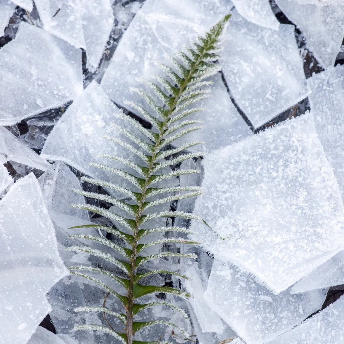 Absinthe Boréale Eau de Parfum 100ml