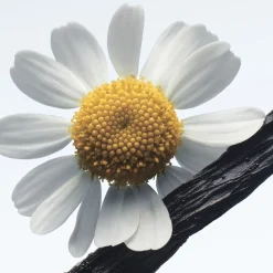 Camomille Satin Eau de Parfum Refill 200ml