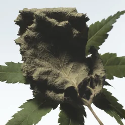 Cannabis Patchouli Eau de Parfum 100ml