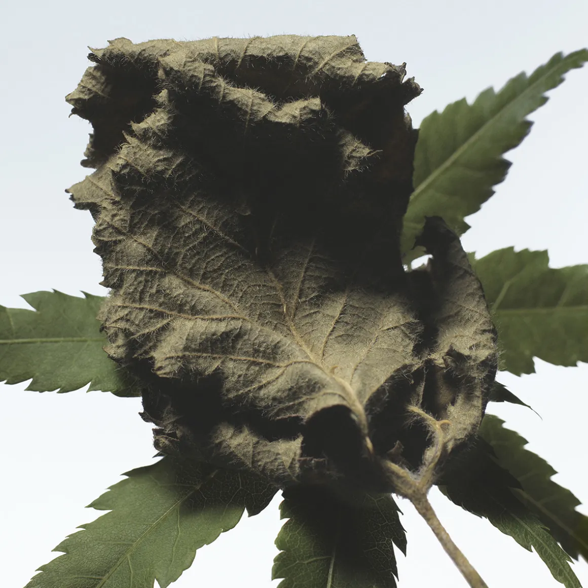 Cannabis Patchouli Eau de Parfum 100ml