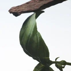 Crazy Basil Eau de Parfum 100ml