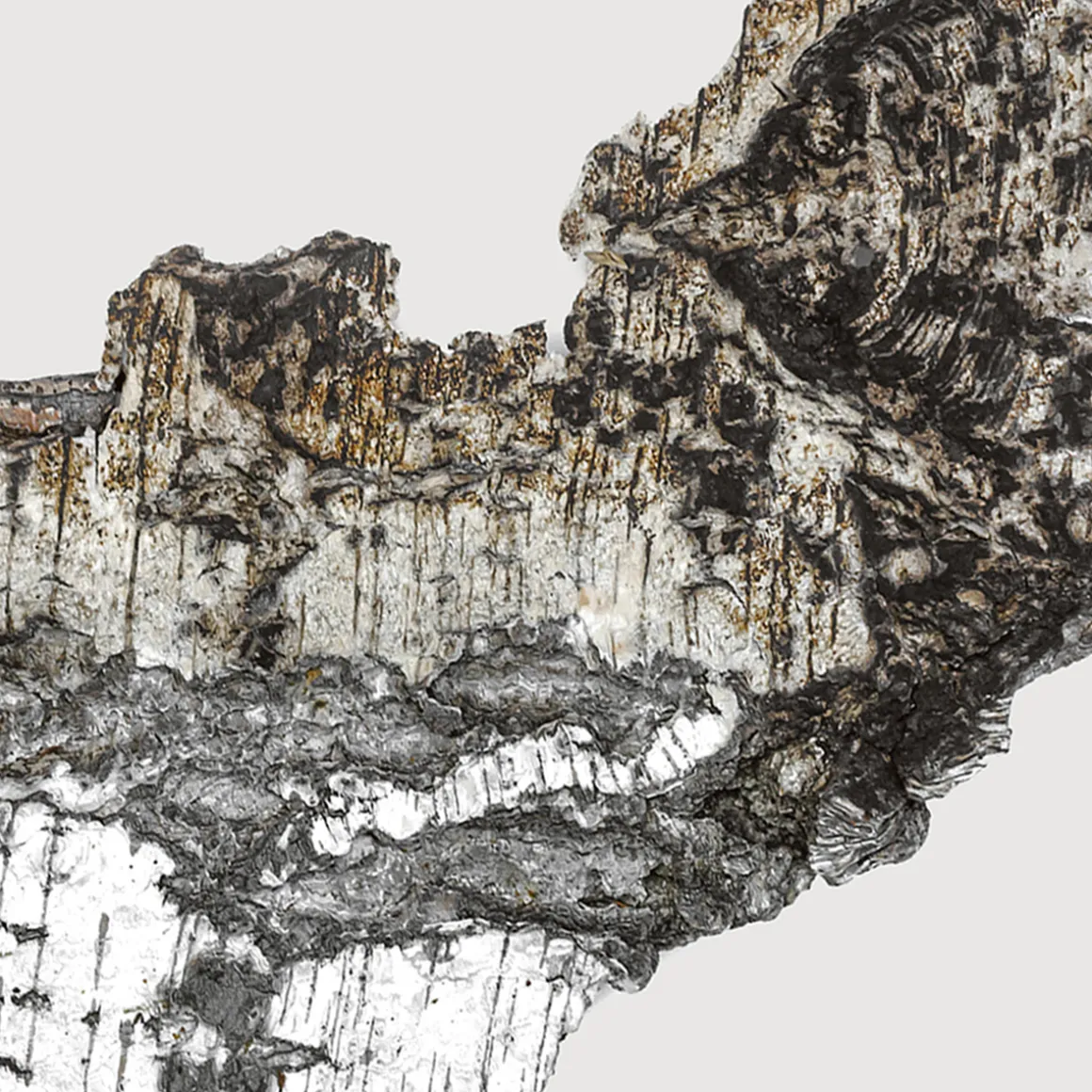 Falcon Leather Extrait de Parfum 100ml