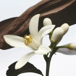 J. de l'Orangerie Eau de Parfum Refill 200ml