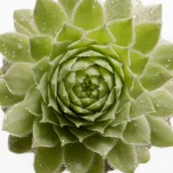 Moisturising Night Cream 50ml