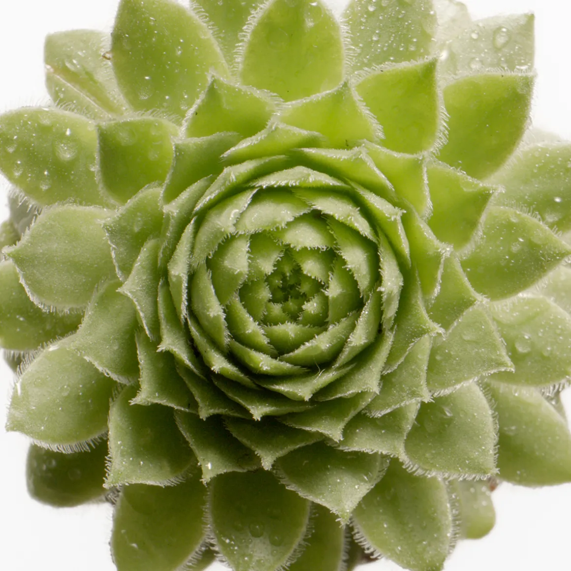 Moisturising Night Cream 50ml