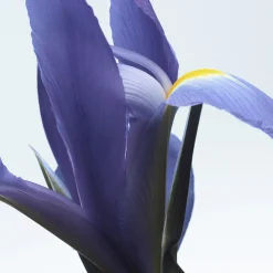 Neon Garden Eau de Parfum Refill 200ml