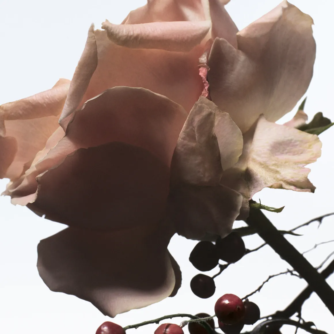 Raving Rose Soap 100gr