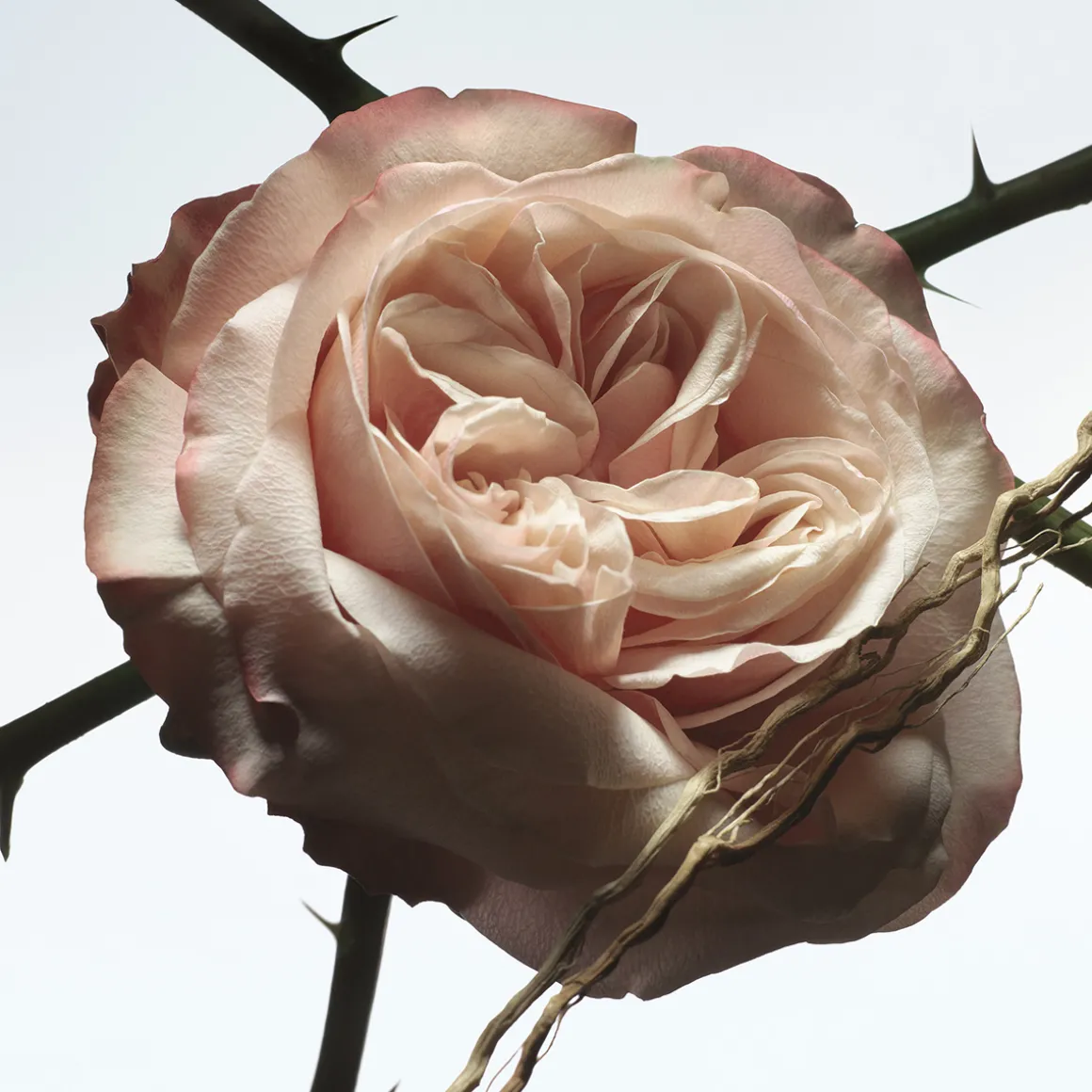 Rosa Carnivora Eau de Parfum 100ml