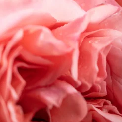 Rosa Tabacco Candle Onyx 80gr