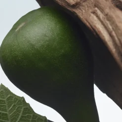 Santal Greenery Eau de Parfum Refill 200ml