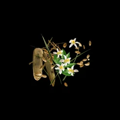 Shooting Stars Nio Parfum 50ml