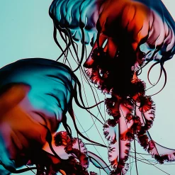 The Hydra Pads 50PCS