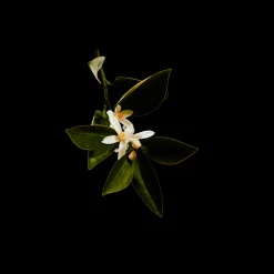 UPPM Casa De Campo Eau de Parfum 100ml