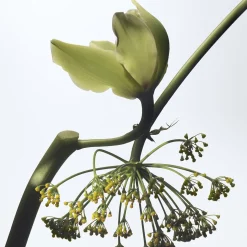 Vanille Camouflage Eau de Parfum Refill 200ml