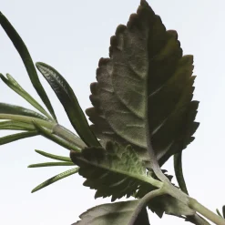 Voodoo Chile Eau de Parfum Refill 200ml